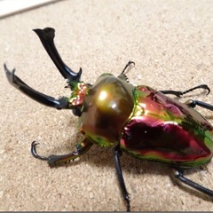 ニジイロクワガタ幼虫の画像