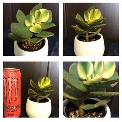 幸せを運ぶ木　黄金の斑入り葉にピンクや赤の縁取りが美しい　金の成る木　黄金花月　きらめき　の画像