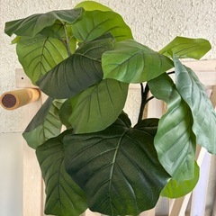 観葉植物の画像