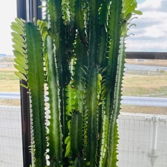 108センチ　サボテン🌵の画像