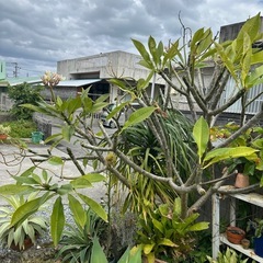 プルメリアの画像