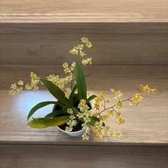 オンシジュームトゥィンクル洋欄の画像