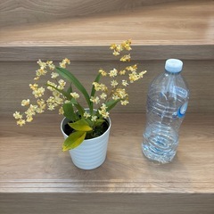 オンシジュームトゥィンクル洋欄の画像