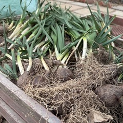 スイセン　もらってください。の画像