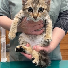 💙ポン君男の子里親様募集💙