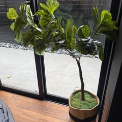 フェイクツリー　145cm フィカスの画像