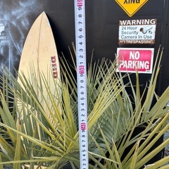 ココスヤシ　幹太　引き取り限定の画像