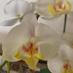 造花　胡蝶蘭　鉢付きの画像