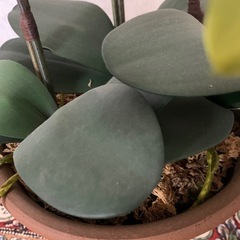造花　胡蝶蘭　鉢付きの画像