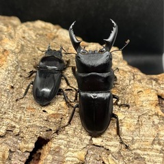 国産ヒラタクワガタペアの画像