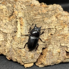 国産ヒラタクワガタペアの画像