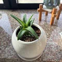 アロエ
の画像