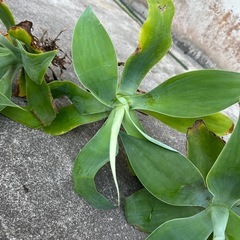 アガベ　　アテナータの画像