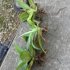 アガベ　　アテナータの画像