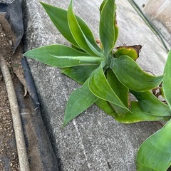 アガベ　　アテナータの画像