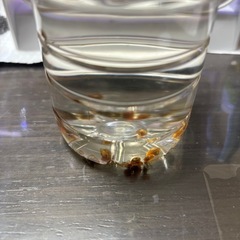 ラムズホーン沢山の画像