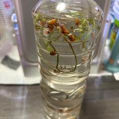 ラムズホーン沢山の画像