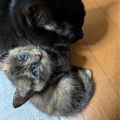 ♥️シェルちゃん里親様募集♥️