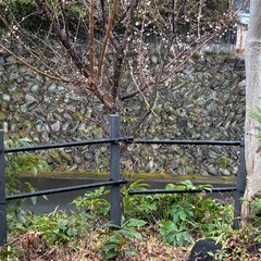 ガーデニング用　杭　13本の画像