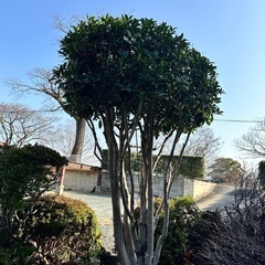 2月7日まで　庭木、庭石差し上げます
の画像