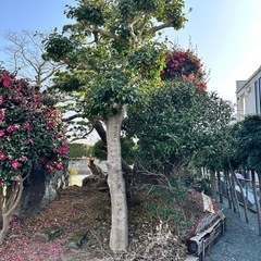 2月7日まで　庭木、庭石差し上げます
の画像