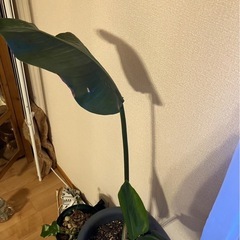 観葉植物２つの画像