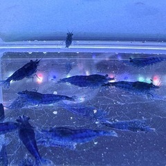 ダークブルーシュリンプ20匹＋抱卵個体1匹の画像
