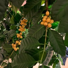 コーヒーノキ
