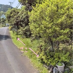 🏡【伊豆・伊東市宇佐美】山林165㎡／建築可／車進入可の画像