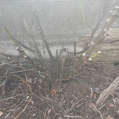 バラ　　　　の画像