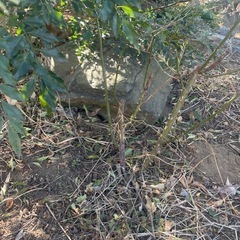 バラ　　　　の画像