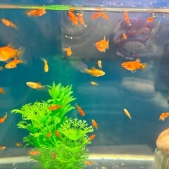 ミッキーマウス・プラティ　10匹　②の画像