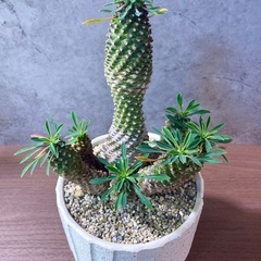 パイナップルコーン(蘇鉄麒麟)群生・デザイン陶器鉢の画像