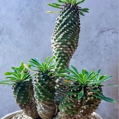 パイナップルコーン(蘇鉄麒麟)群生・デザイン陶器鉢の画像