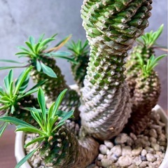 パイナップルコーン(蘇鉄麒麟)群生・デザイン陶器鉢の画像