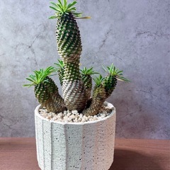 パイナップルコーン(蘇鉄麒麟)群生・デザイン陶器鉢の画像