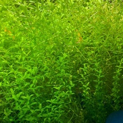 ニューパール、パールグラス混合（増量サービス中）の画像