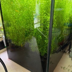 ニューパール、パールグラス混合（増量サービス中）の画像