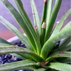 アガベ・アルボピロサ/デザイン陶器鉢の画像