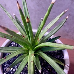 アガベ・アルボピロサ/デザイン陶器鉢の画像