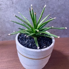 アガベ・アルボピロサ/デザイン陶器鉢の画像