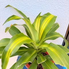 ドラセナマッサンゲアナ 観葉植物🪴の画像