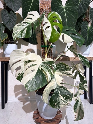 モンステラ　ボルシギアナ　ホワイトタイガー　斑入り　観葉植物