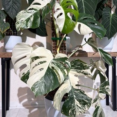 モンステラ　ボルシギアナ　ホワイトタイガー　斑入り　観葉植物の画像