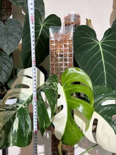モンステラ　ボルシギアナ　ホワイトタイガー　斑入り　観葉植物