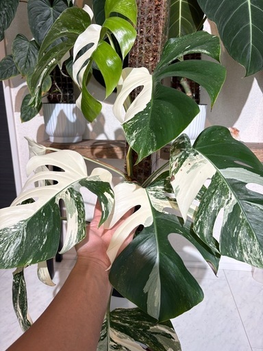 モンステラ　ボルシギアナ　ホワイトタイガー　斑入り　観葉植物