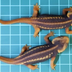 その7 アメイロイボイモリ　幼体4匹セット　訳あり2025年自家繁殖個体の画像