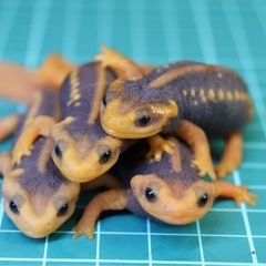 その7 アメイロイボイモリ　幼体4匹セット　訳あり2025年自家繁殖個体の画像