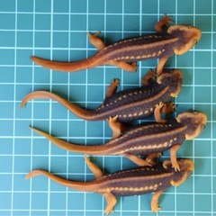 その7 アメイロイボイモリ　幼体4匹セット　訳あり2025年自家繁殖個体の画像