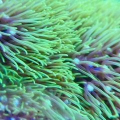 スターポリプ　沖縄産　サンゴの画像